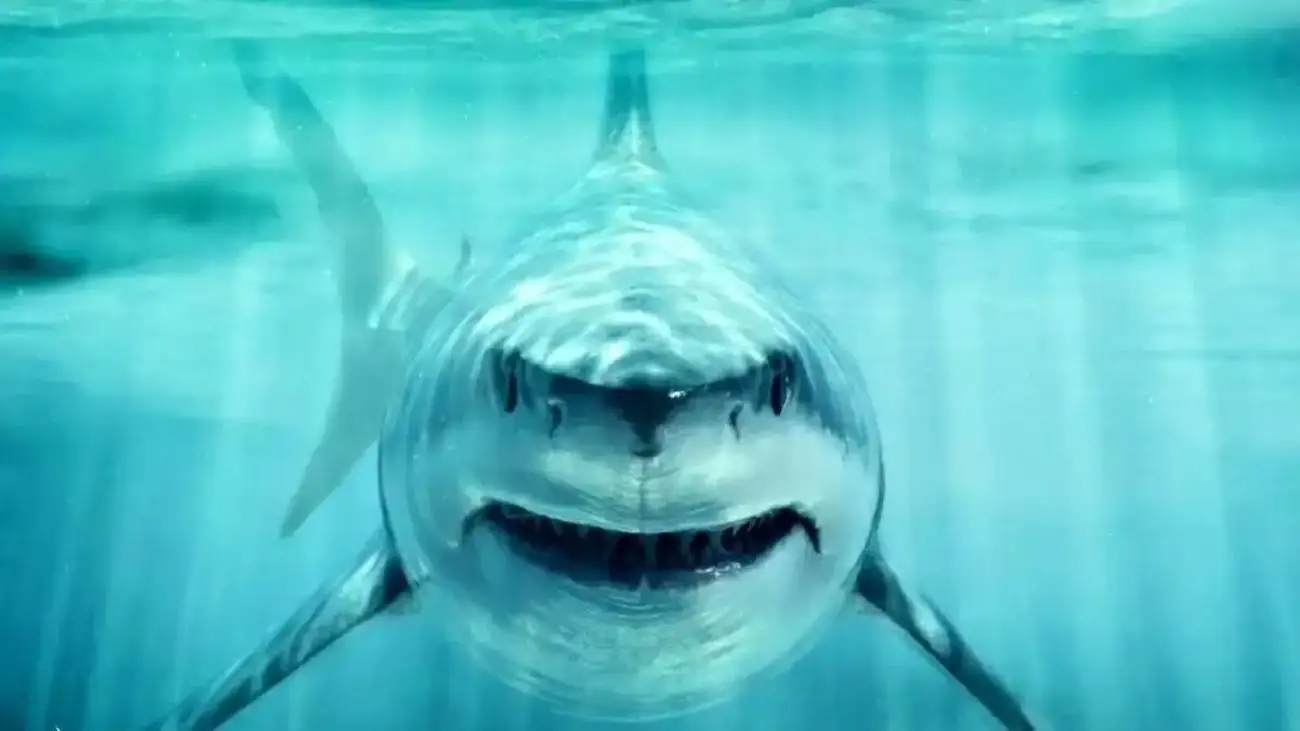 کوسه بزرگ الجثه؛ سلطان اقیانوس ها در عصر دایناسورها!