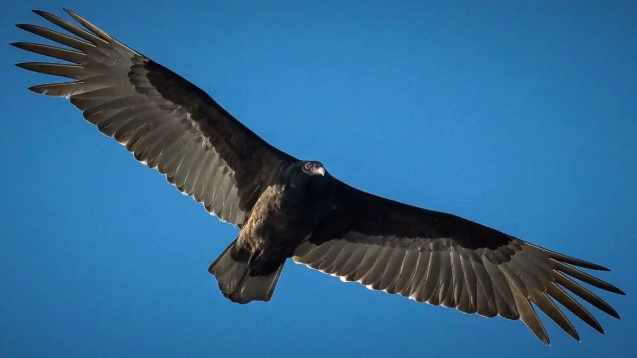 رهاسازی یک کرکس در طبیعت سمنان + ویدئو