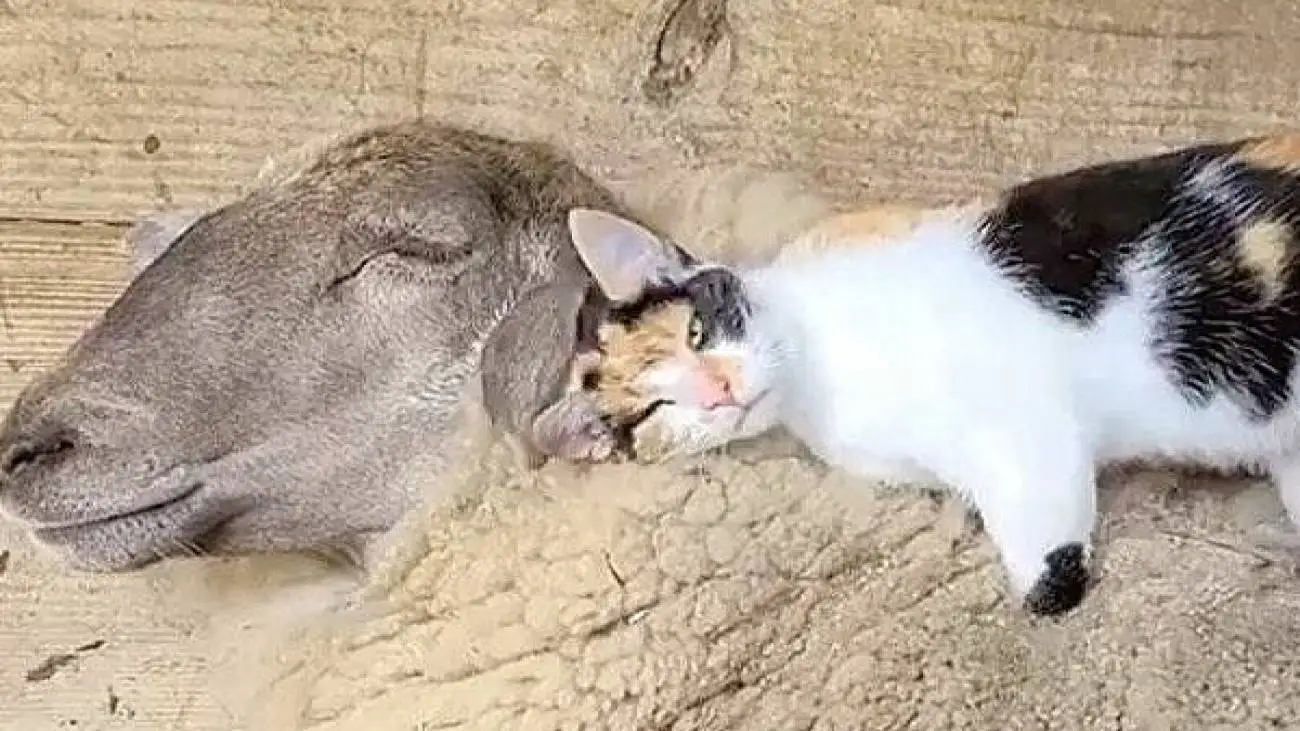 ویدیو  -  سواری گرفتن گربه از گوسفند