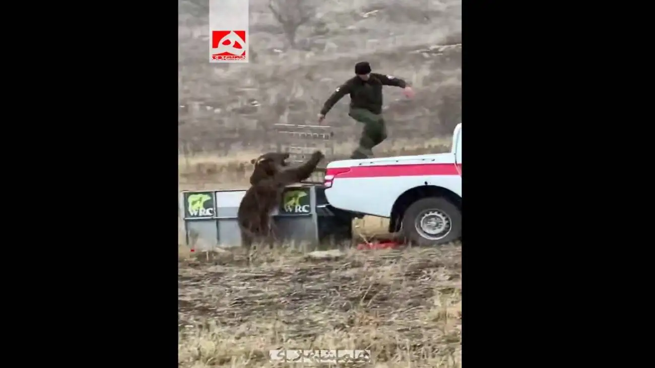 خرس عصبانی و لحظه ترسناک حمله به یک مرد  -  ویدئو