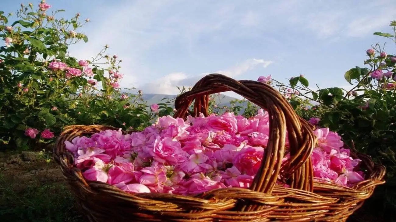 کارگاه گلابگیری در خانه