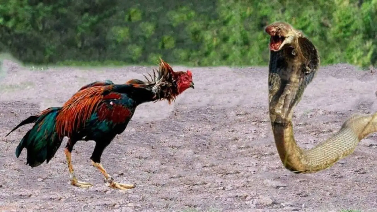 ویدیو  -  لحظه شکار خروس توسط مار بزرگ