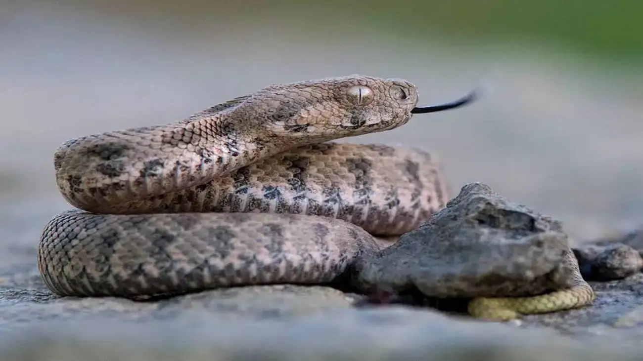 مارهای ترسناکی که مثل گرگ  شکار می کنند + عکس