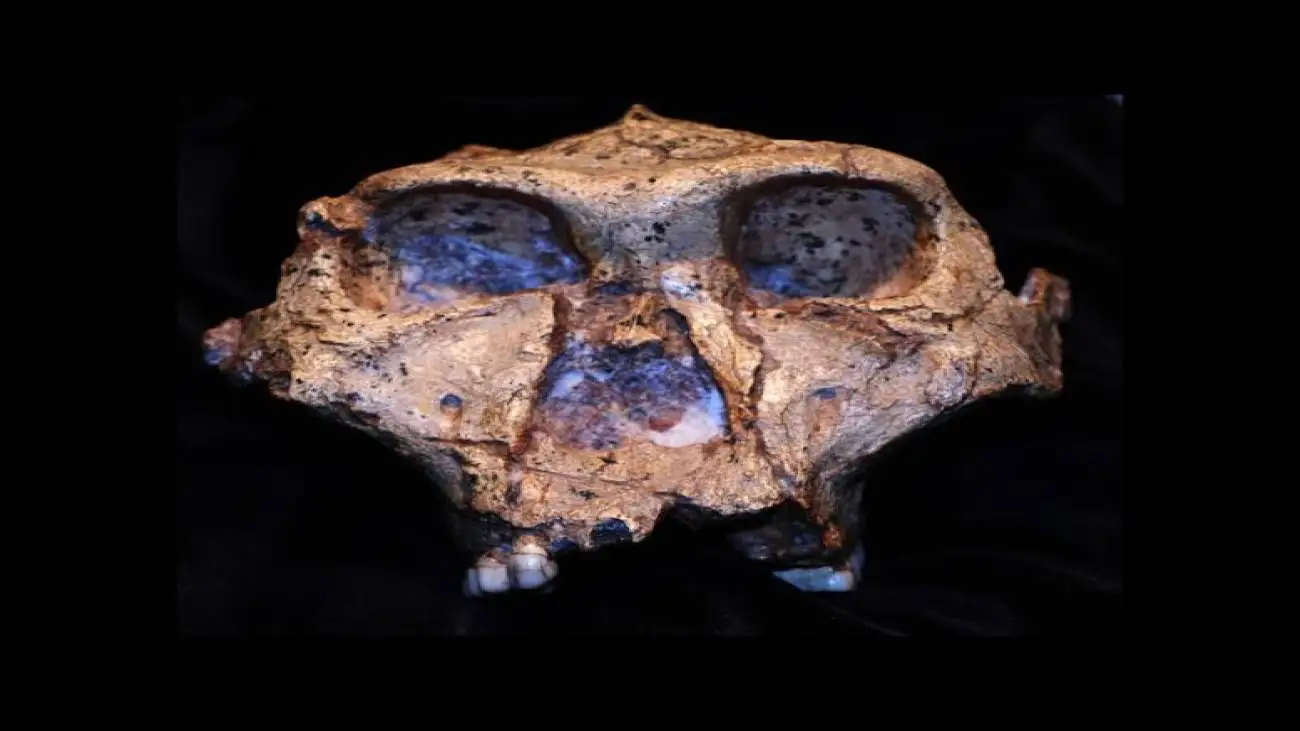 این فسیل پروتئین ها از 2 میلیون سال پیش سخن می گویند