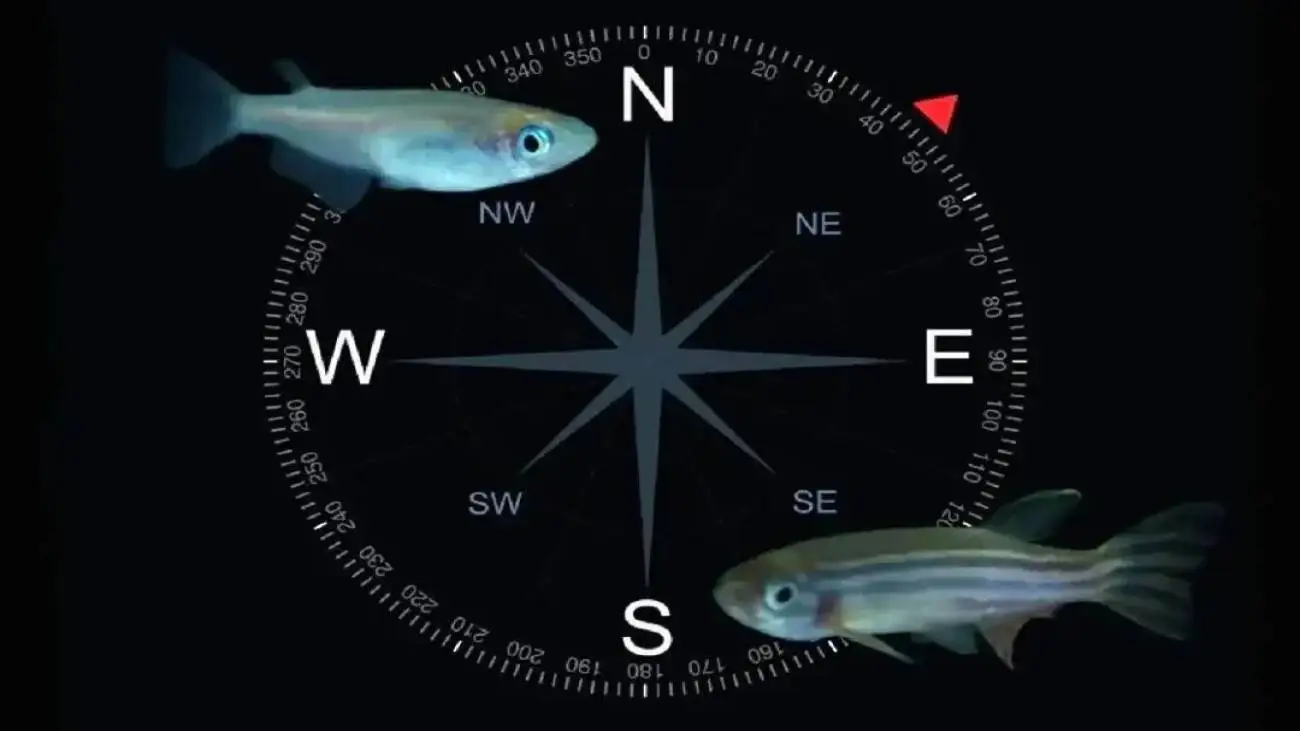 کشف موجود ناشناخته ای که دارای gps داخلی است!