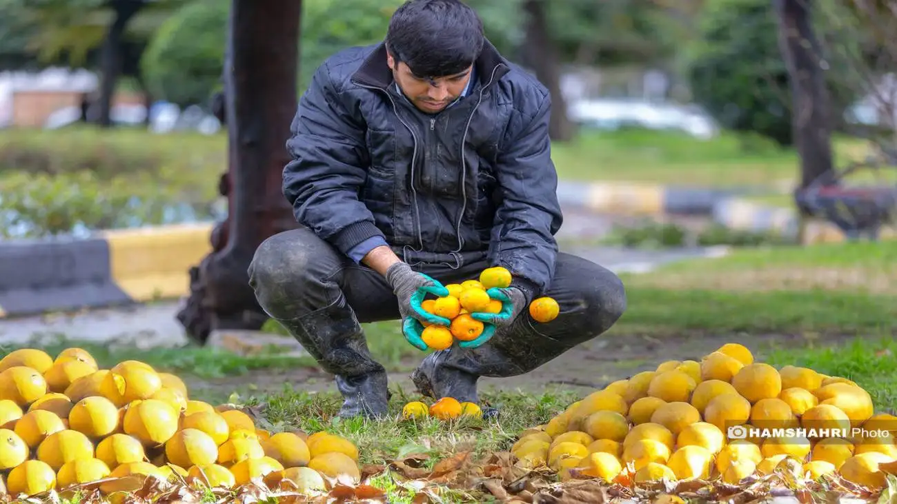 میوه ای با هزار و یک خاصیت که قند خون را هم کاهش می دهد