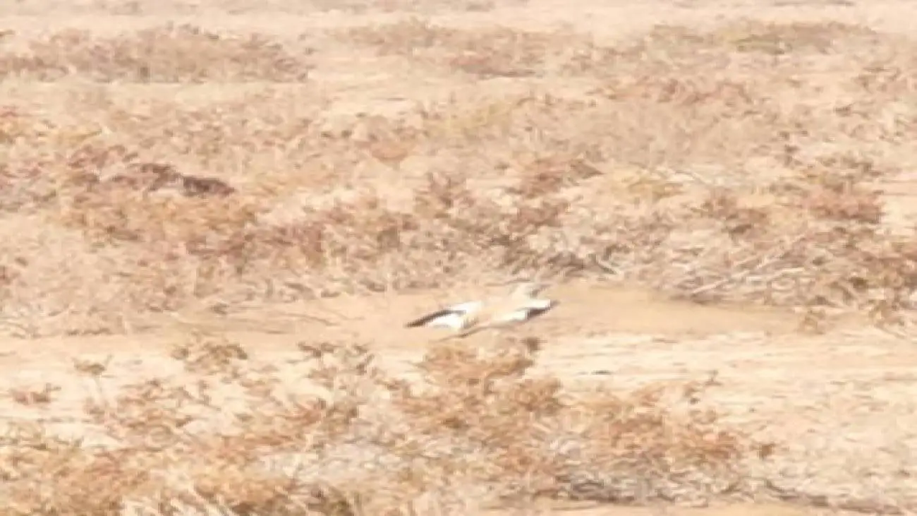 برای اولین بار؛ ثبت و مشاهده چکاوک هدهدی در این استان -  عکس