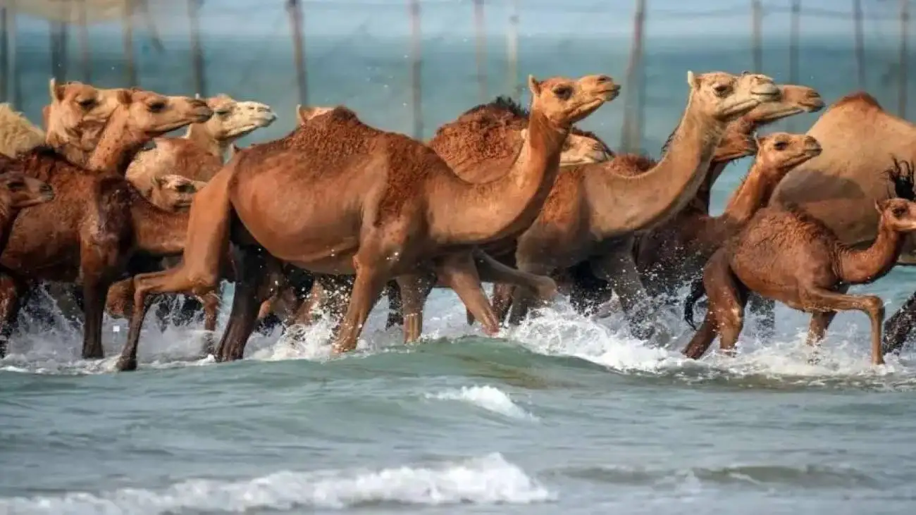 ویدیو  -  حمام شترها در آب های خلیج فارس