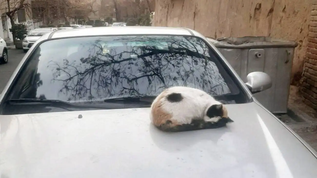 خروپف گربه ای