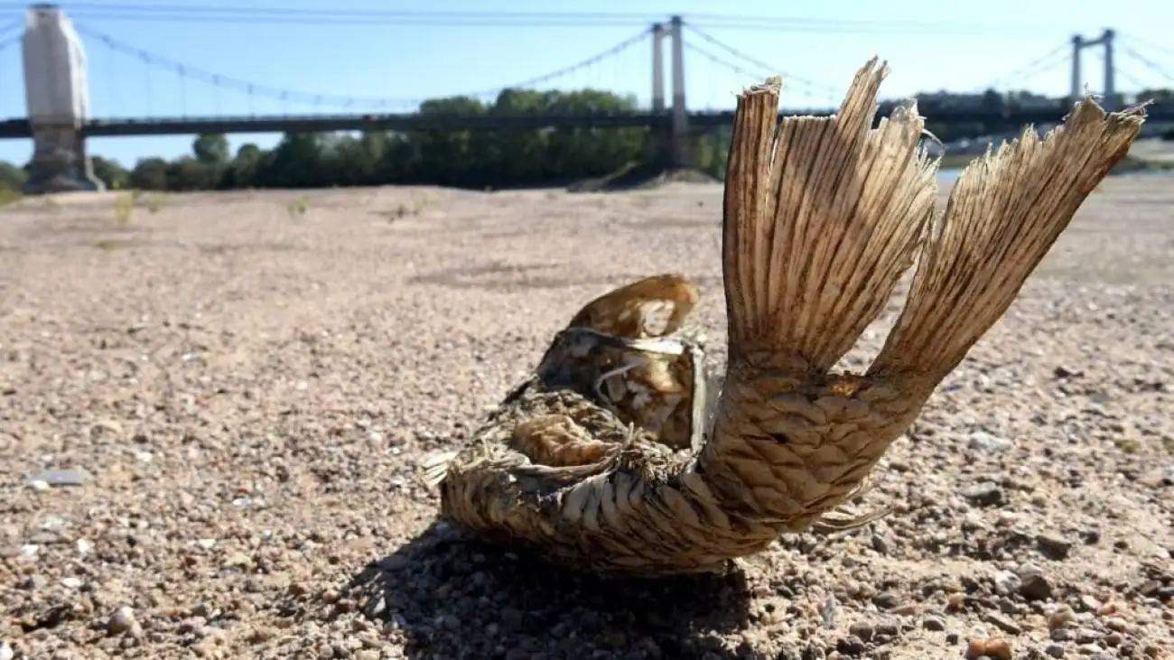 مقابله با خشکسالی به روش فرانسوی ها  -  ویدئو