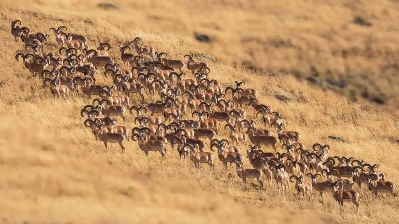 چرا یوزهای ماده بیشتر در جاده  ها تلف می  شوند؟ + ویدیو