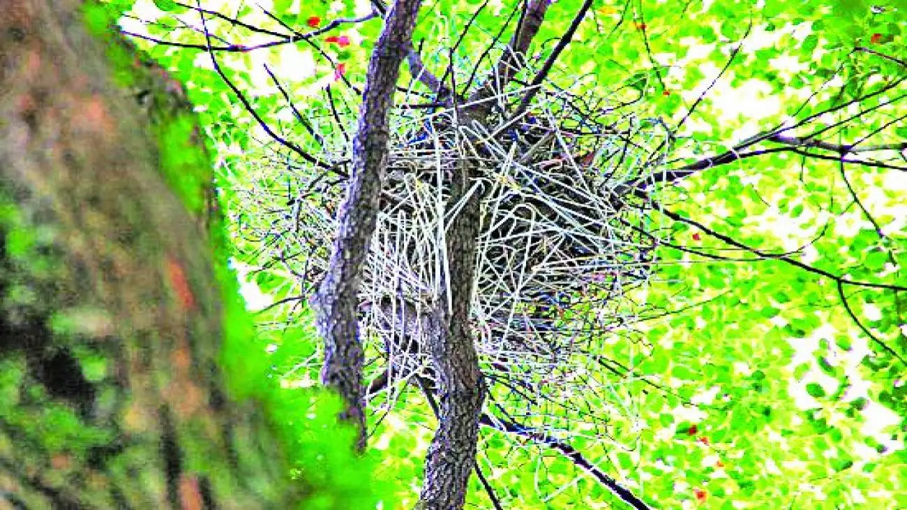 مشکل اصلی قارقار کلاغ ها؟