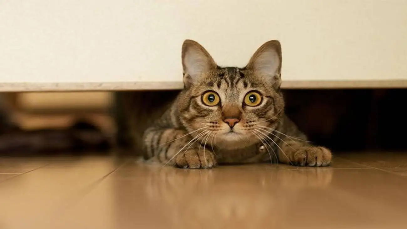 ویدیو  -  وقتی یک گربه آنتن زنده صداوسیما را به هم ریخت!