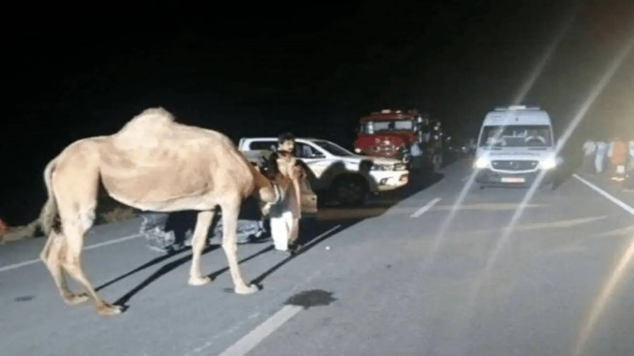 تصادف با شترهای سرگردان؛ دومین قاتل این جاده ها + ویدئو  -  تاکنون جان 60 نفر را گرفته اند