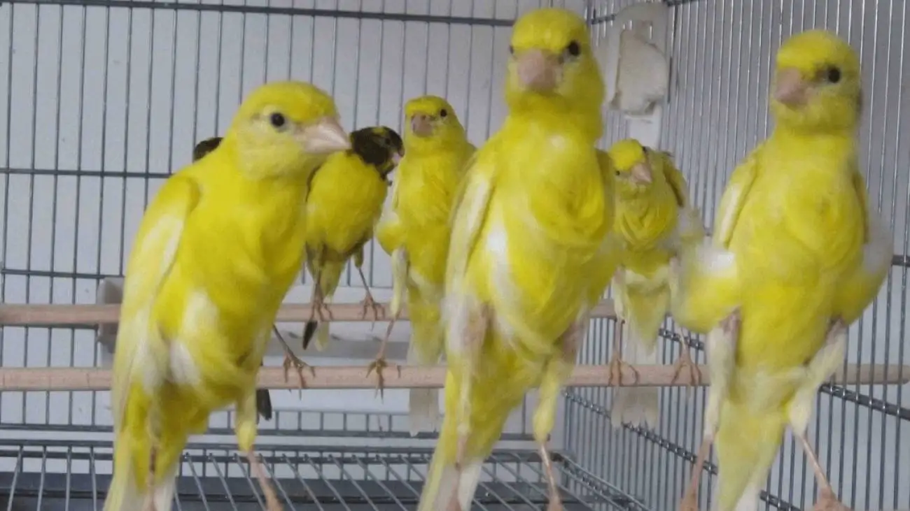 مسابقه مد و چهچهه قناری  ها  -  قناری شایسته سال چقدر می  ارزد؟