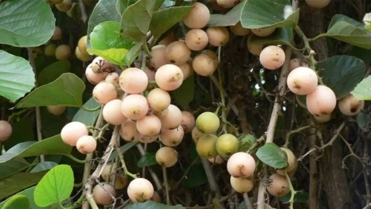 میوه ای که شما را از خوردن شربت گلودرد بی نیاز می کند!