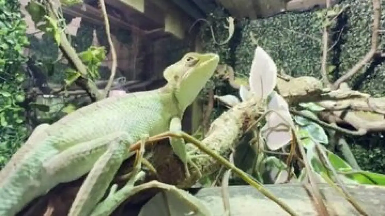 یک اتفاق نادر؛ تولد هشت مارمولک ایگوانا بدون وجود ایگوانای نر