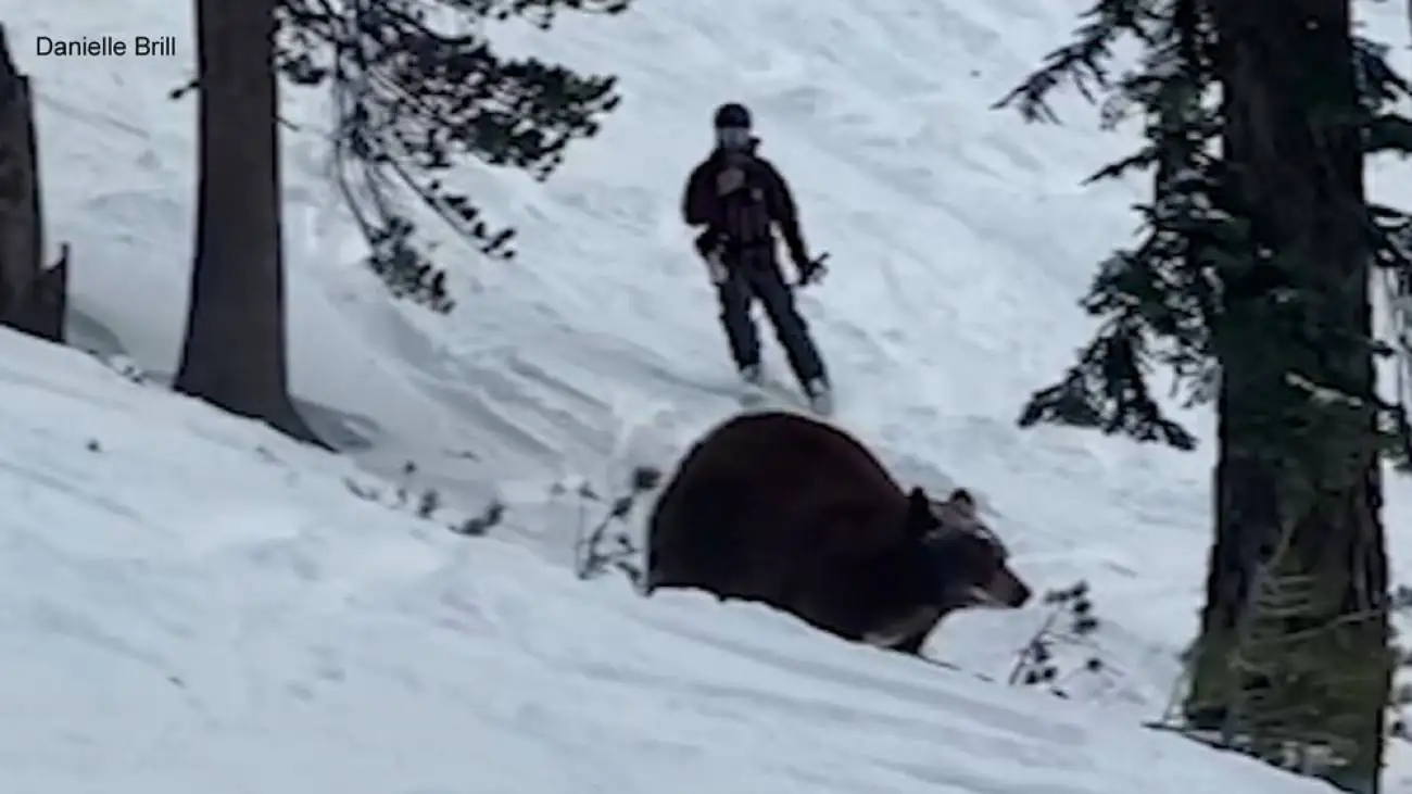 ویدیو  -  حمله یک خانواده خرس به اسکی بازان در یک تفرجگاه در کالیفرنیا