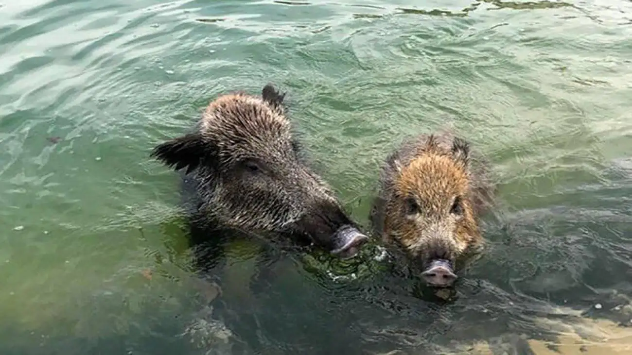 ویدیو  -  گراز وحشی در استخر ویلایی گرفتار شد