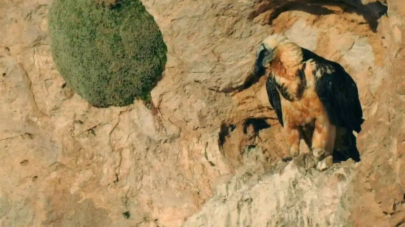 پرنده افسانه ای و نایاب در یک استان کشور دیده شد