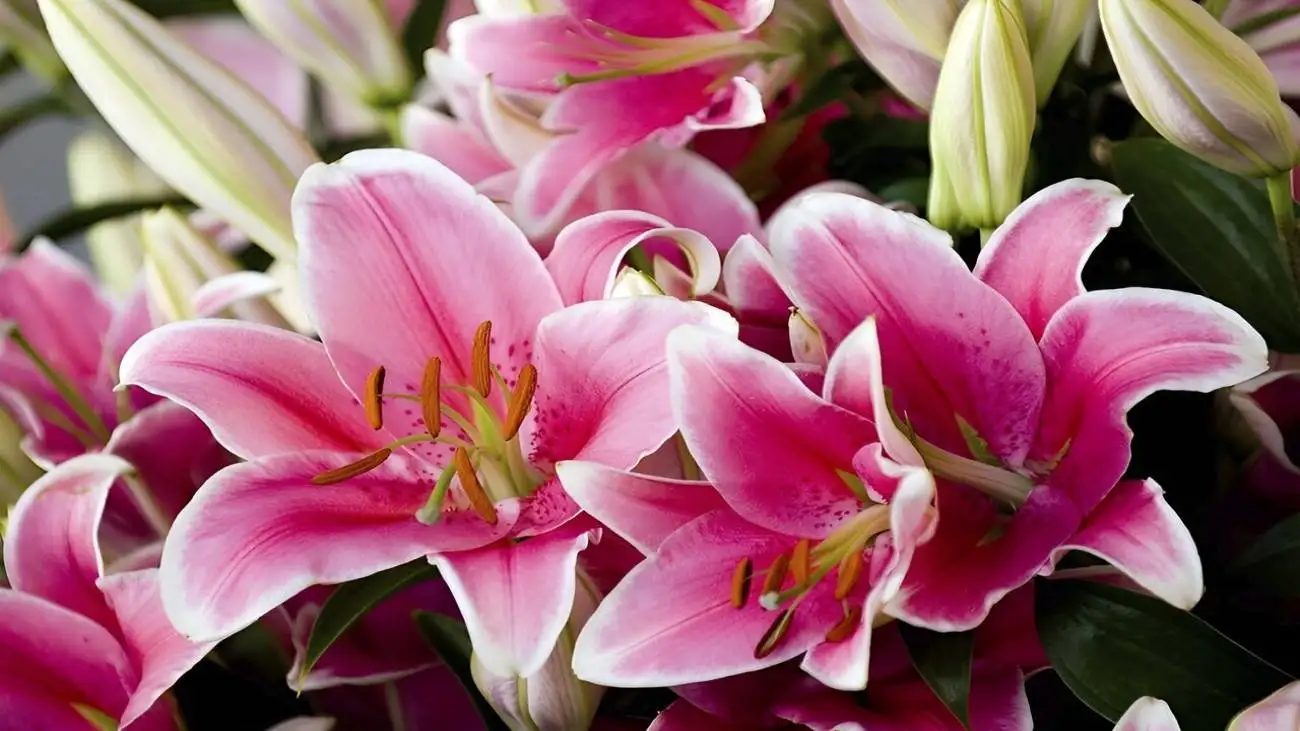 نحوه نگهداری و پرورش گل سوسن  -  انواع گل سوسن را بشناسید