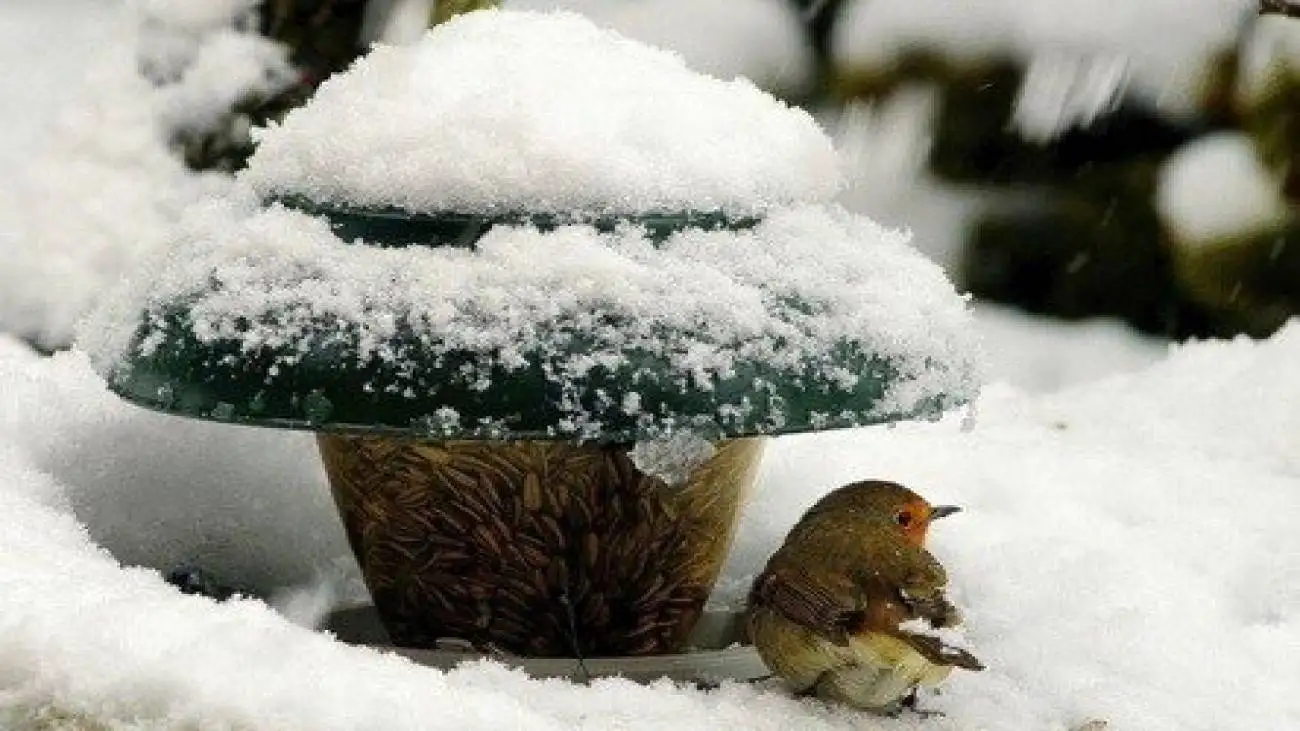 راه حل های جالب حیوانات برای زنده ماندن در سرما