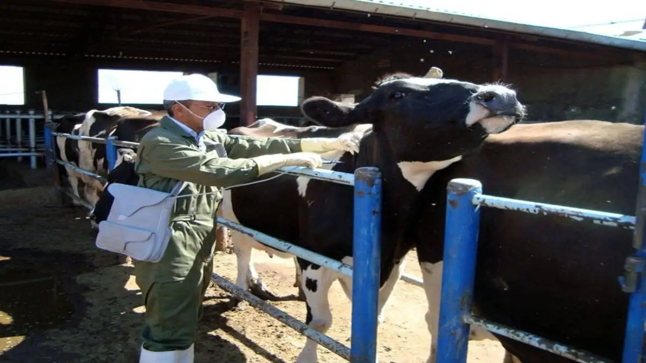 ویدیو  -  ویروس کشنده به جان دامداری های تهران افتاد