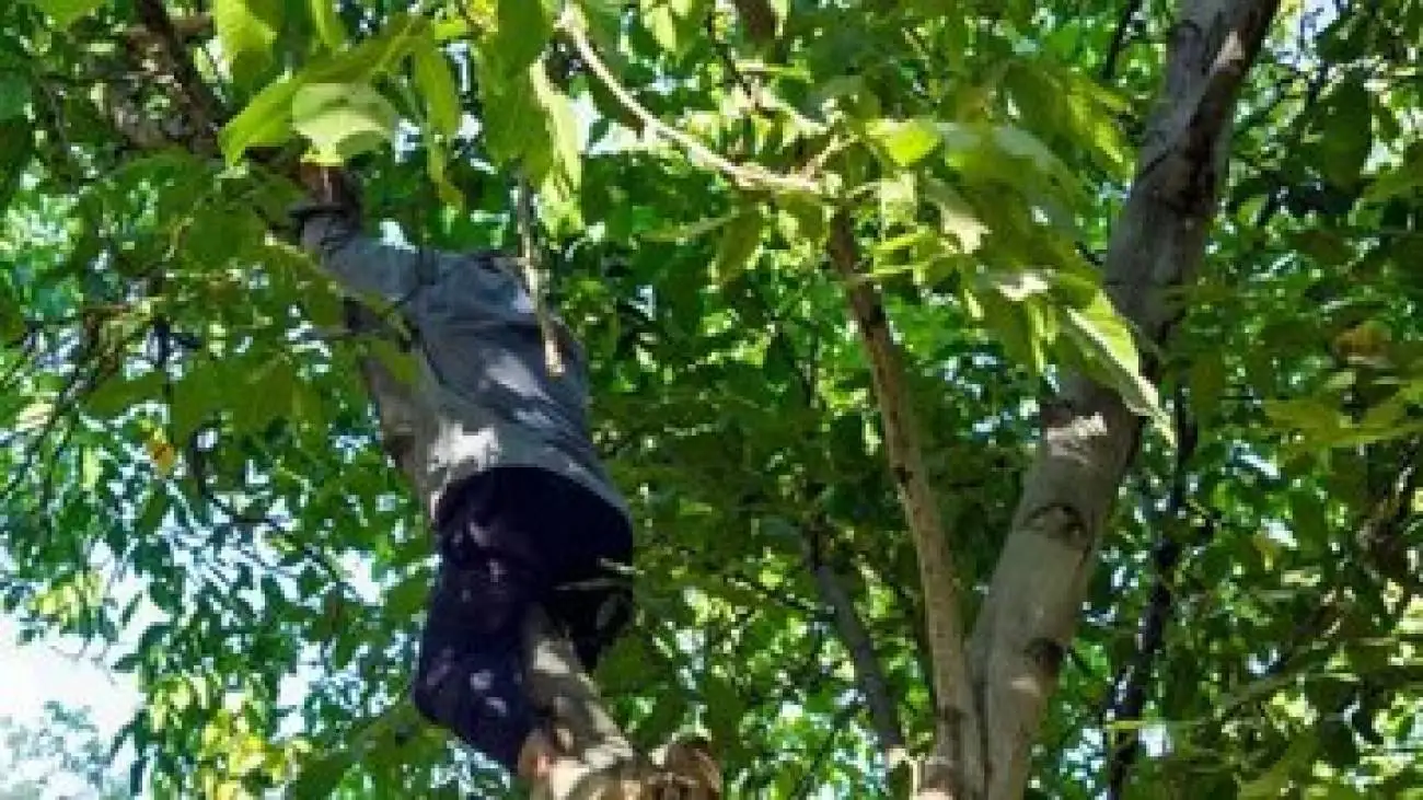 یک جان باخته و 52 مصدوم در گردو تکانی استان همدان