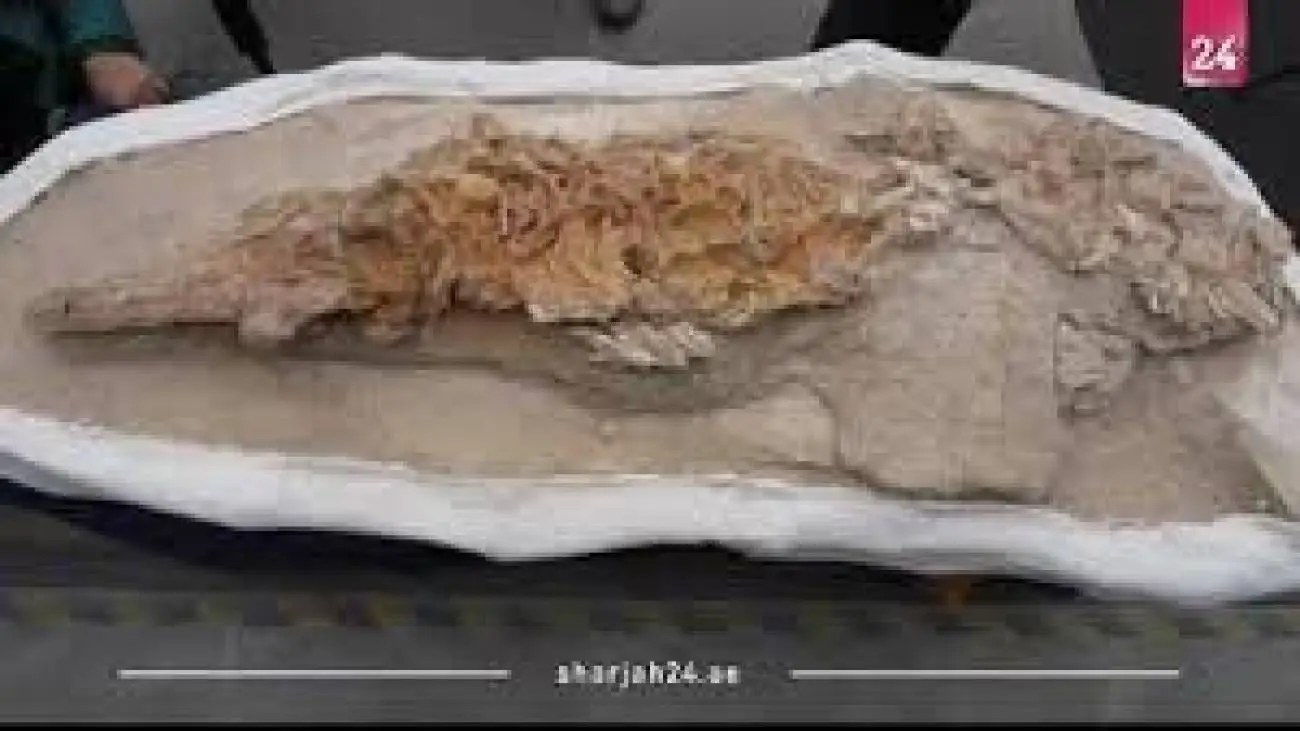 رونمایی از فسیل دلفین 12 میلیون ساله  -  ویدئو