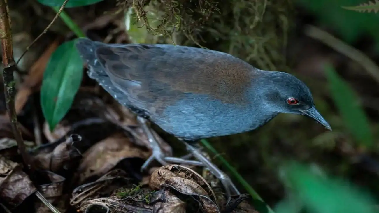 پرواز دوباره پرنده منقرض شده از دل تاریخ