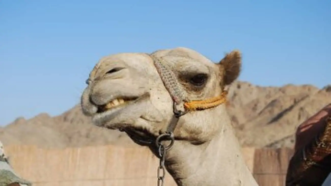 تصویر  -  ثبت لحظه جالب از لامبورگینی سواری شتر!