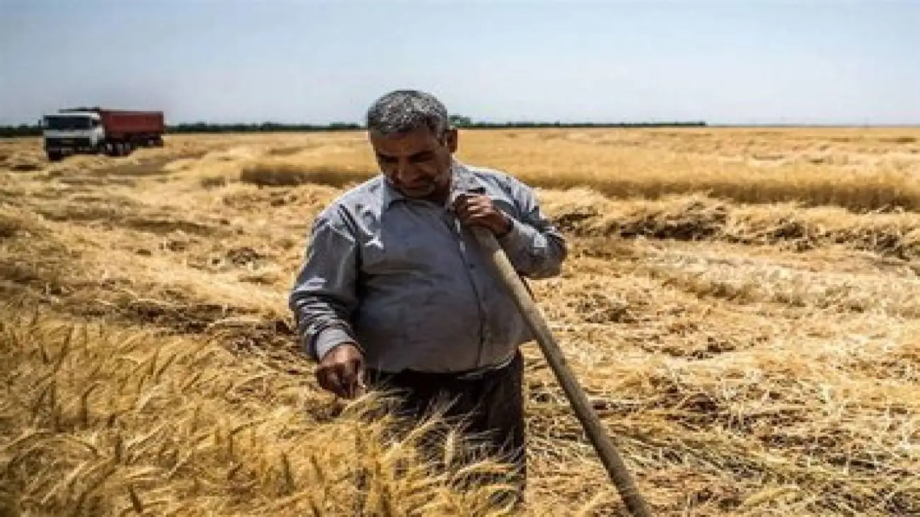 32 همت طلب گندمکاران پرداخت نشد -  هاشمی: گندمکاران برای کشت بعدی نقدینگی می خواهند
