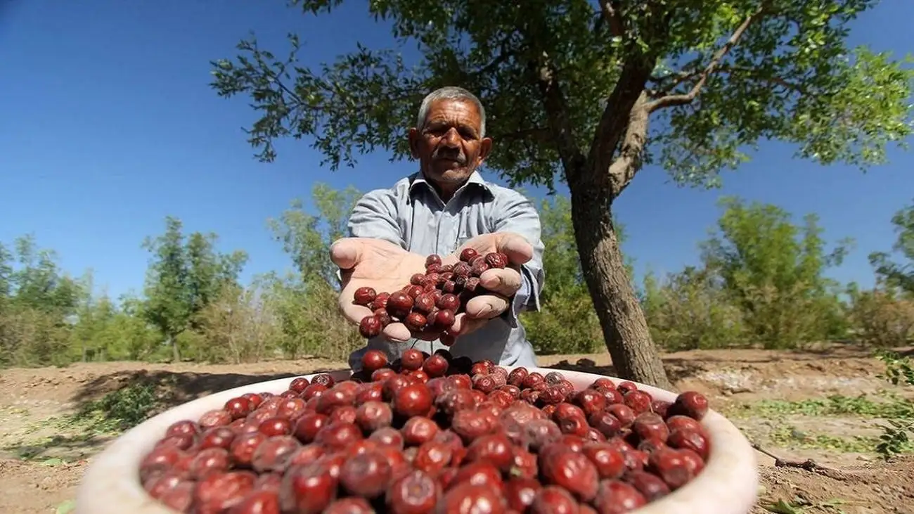 میوه ای شفابخش برای درمان نیمی از بیماری ها؛ از خواب آرام تا سلامت کبد و قلب
