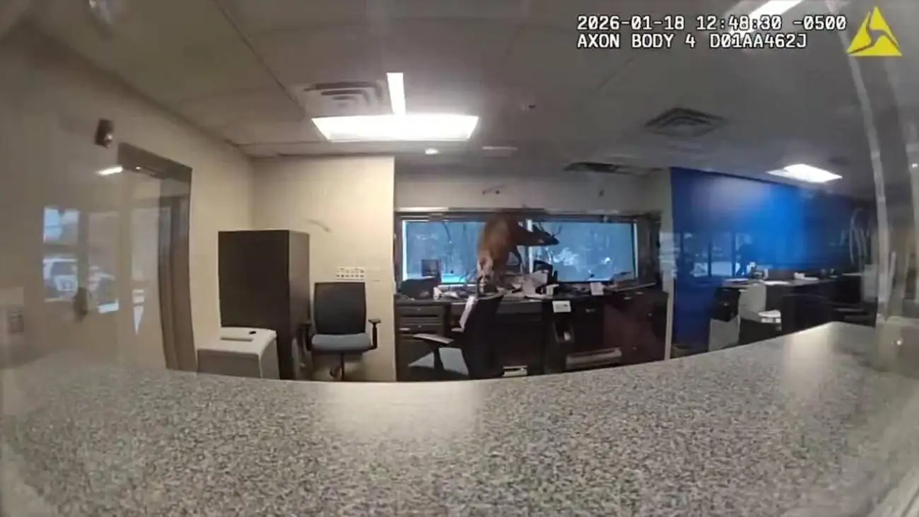 ویدیو  -  سرقت ناموفق گوزن از بانک