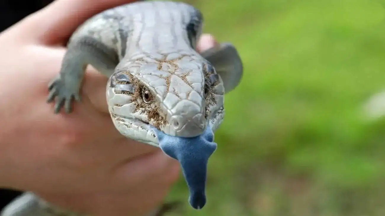 شگفت انگیزترین زبان ها در دنیای حیوانات  -  عکس