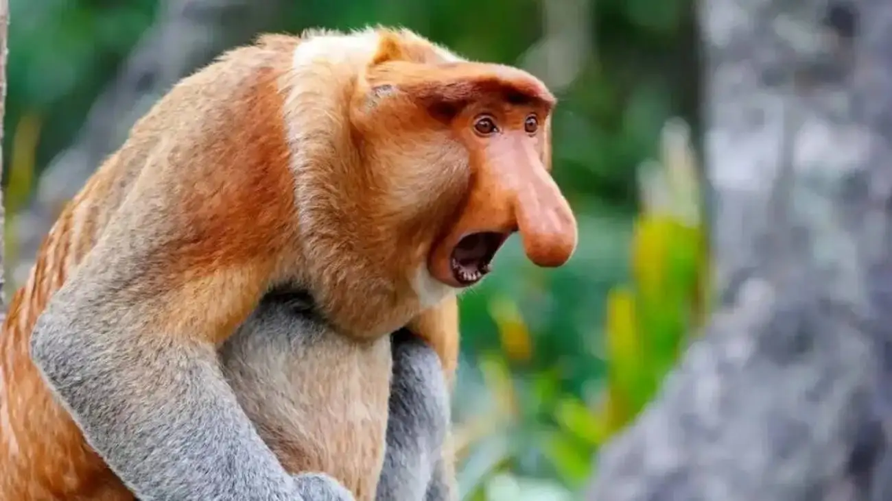 راز بینی زشت ترین حیوان جهان چیست؟  -  عکس