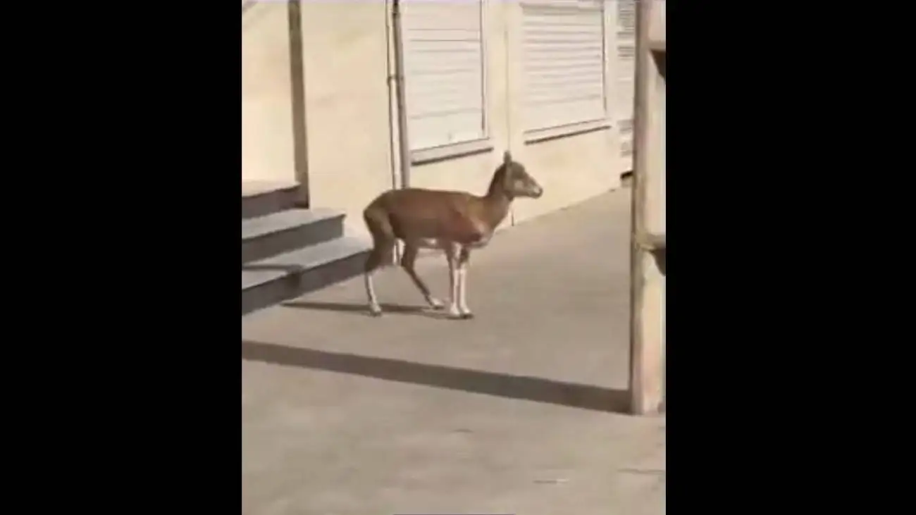 خوردن فضای سبز خیابان های لواسان توسط میش وحشی! + ویدئو