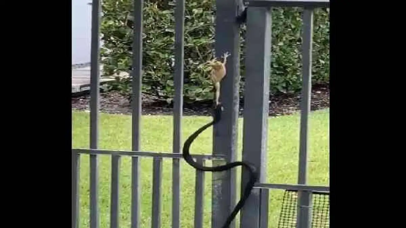 نبرد سخت قورباغه درختی با مار؛ پیروز میدان که بود؟  -  ویدئو