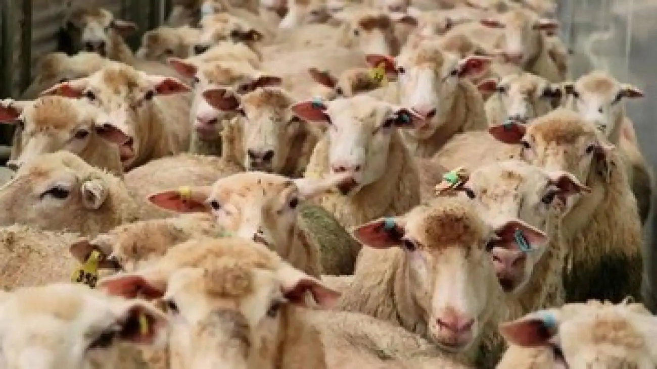 قیمت جدید دام زنده اعلام شد -  چرا قیمت گوشت قرمز تا به بازار برسد، دو برابر می شود؟