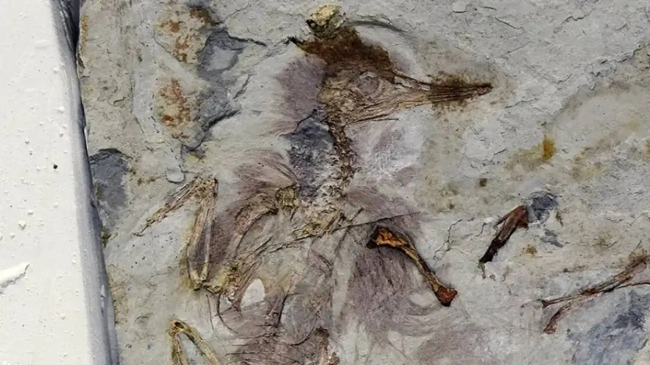 راز پرنده  120 میلیون ساله با 800 سنگ در گلو  -  عکس