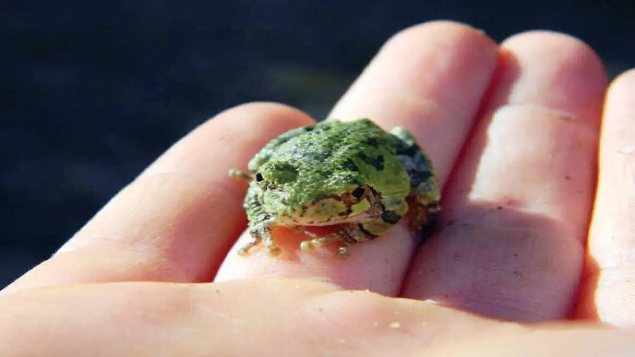 قورت دادن قورباغه