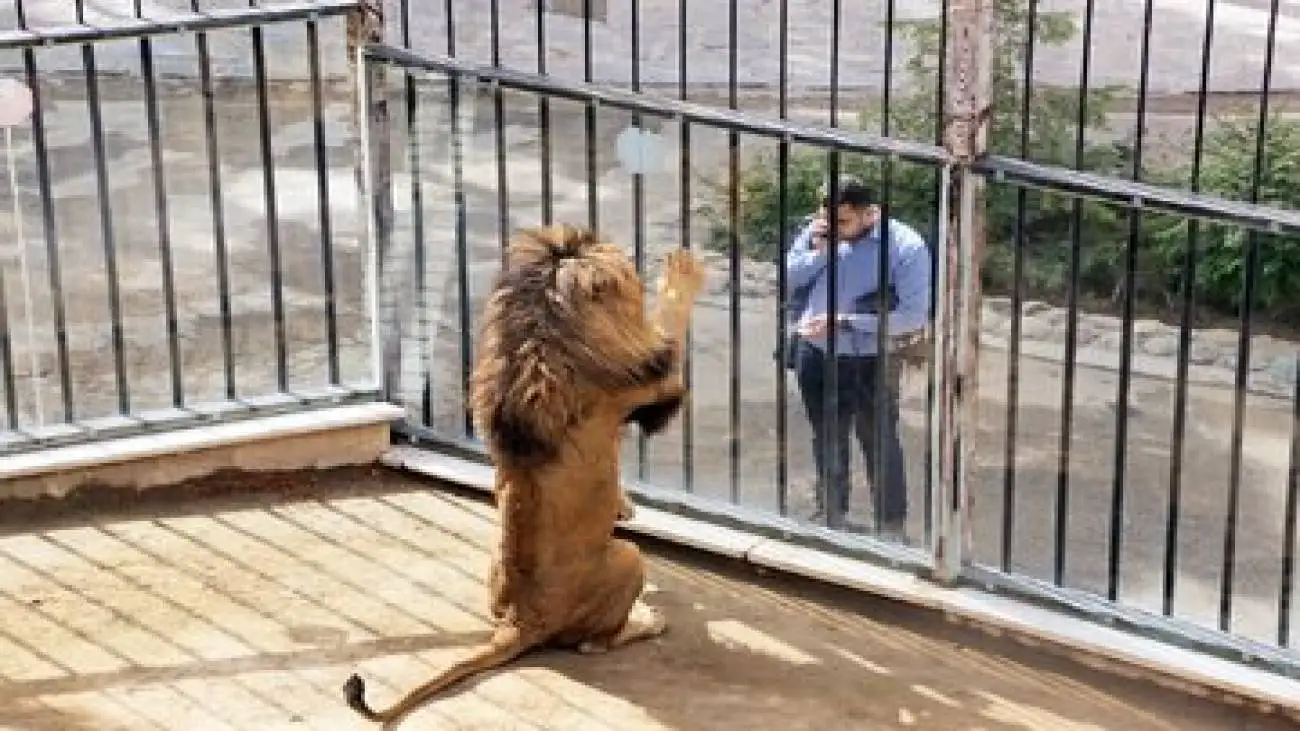 محرومیت یکساله برای این باغ وحش صادر شد