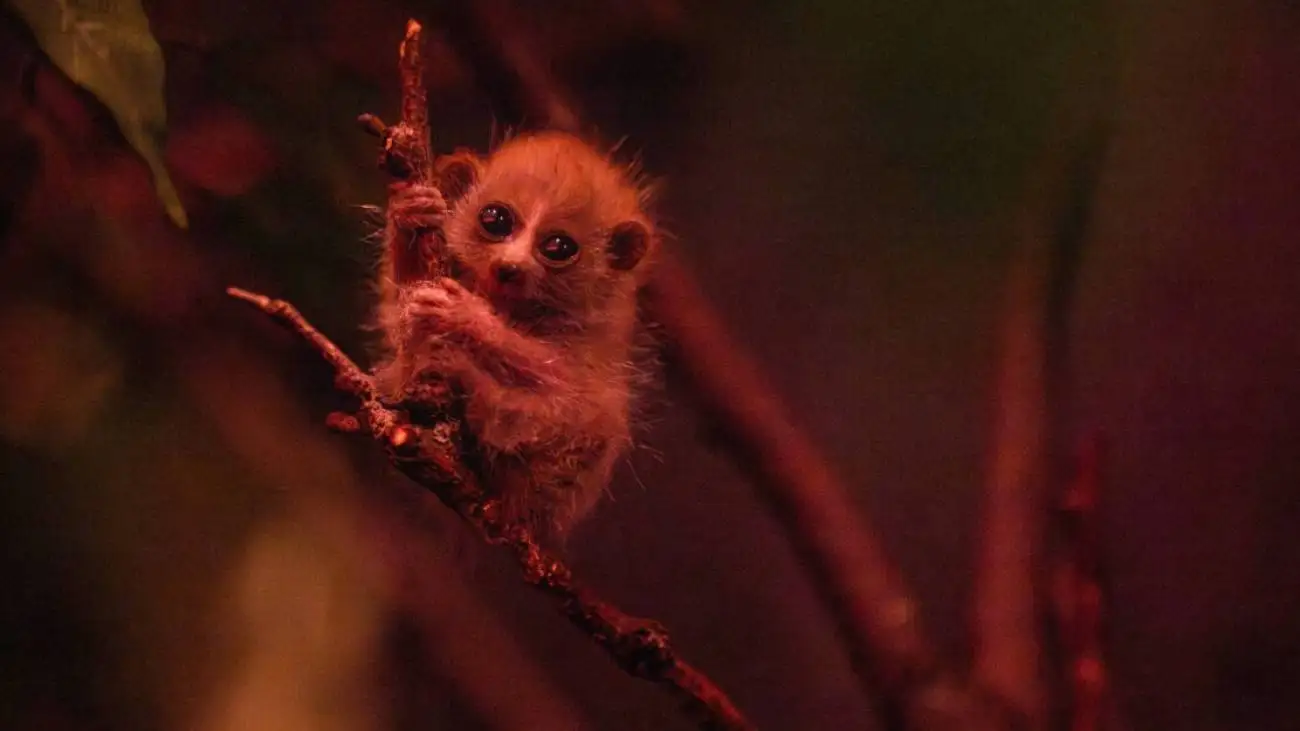 جشن تولد یک گونه در معرض انقراض  -  این چشم درشت دوست داشتنی، سمی است!