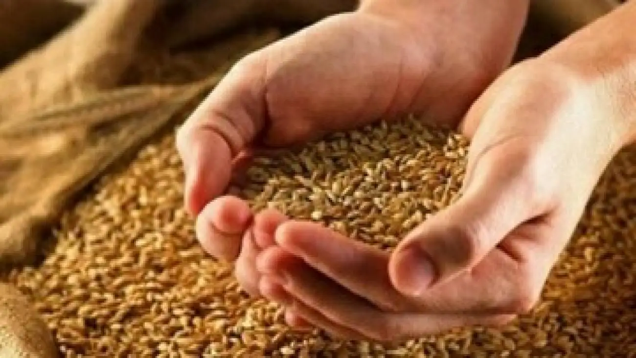 خبر جدید برای گندمکاران -  نرخ پیشنهادی هر کیلوگرم گندم اعلام شد