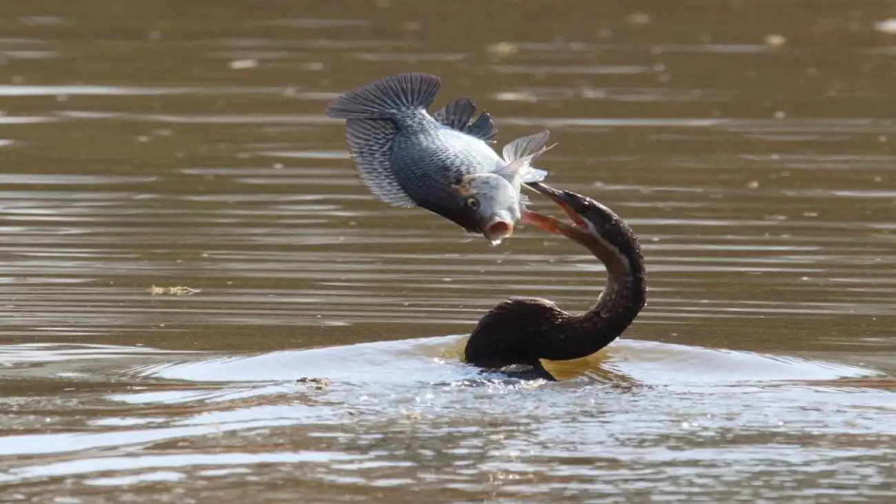 لحظه جالب بلعیدن ماهی توسط مرغ مارگردن  -  این فیلم 16 برابر کُند شده