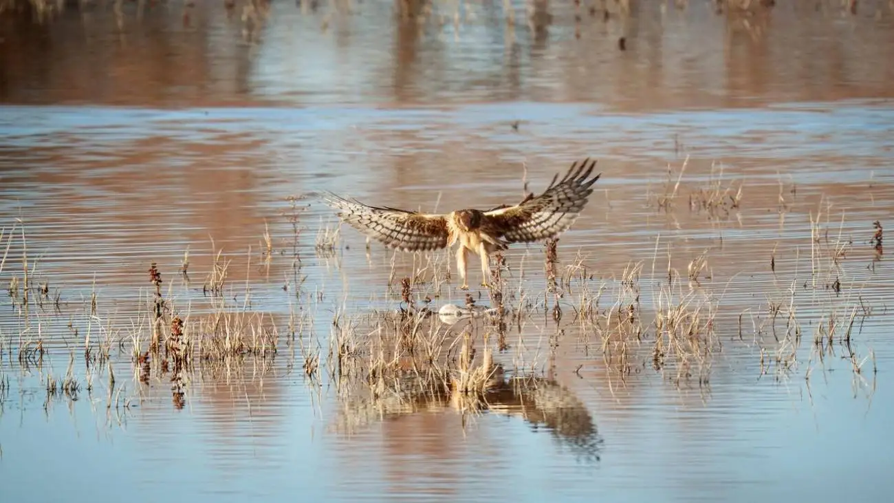جادوی دلیجه هنگام شکار  -  ویدئو