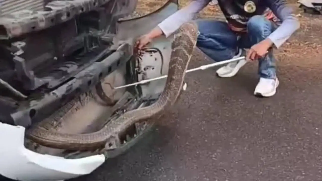 ویدیو  -  پیدا شدن شاه کبرای 4 متری در محفظه موتور یک وانت!