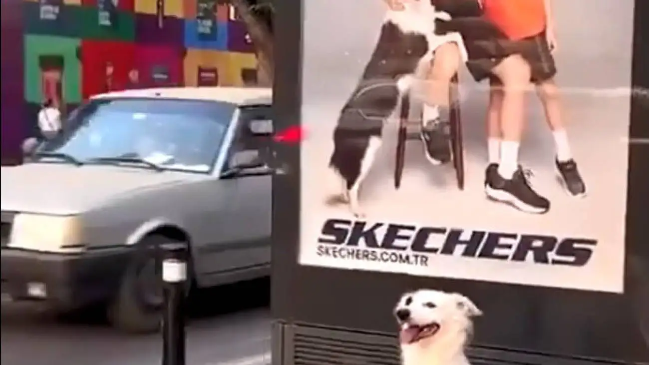 ویدیو  -  واکنش بامزه یک سگ به دیدن خودش روی پوستر تبلیغاتی