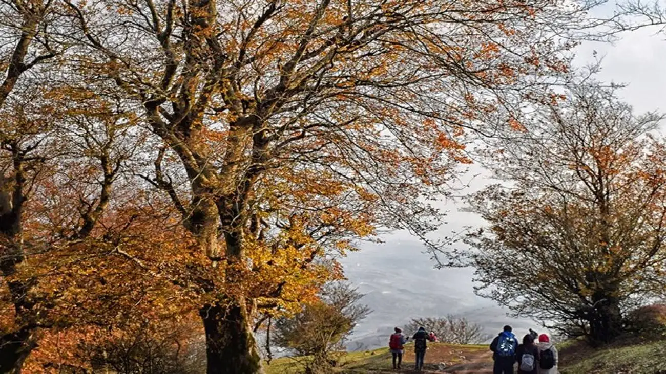 جنگل نقله بر؛ بکرترین و قشنگ ترین جنگل گیلان برای سفر پاییزی