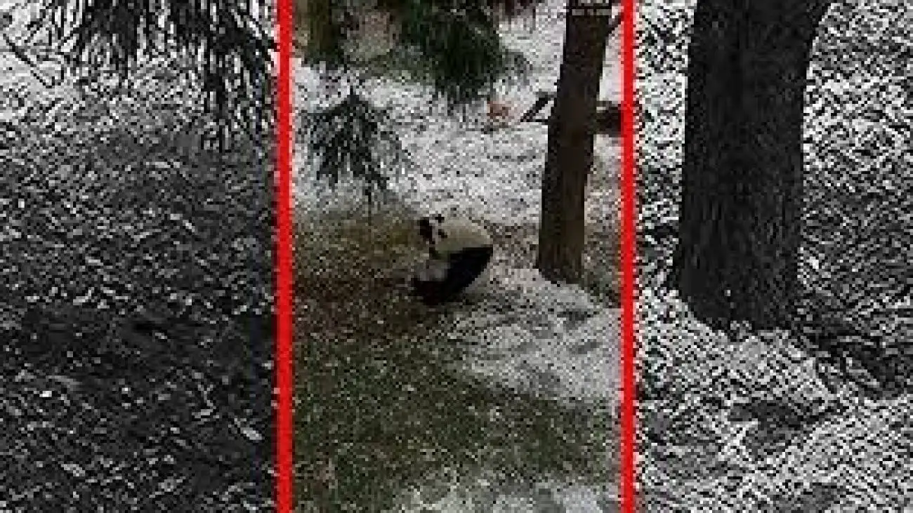 بازی و شیطنت پانداها در برفِ باغ وحش  -  ویدئو